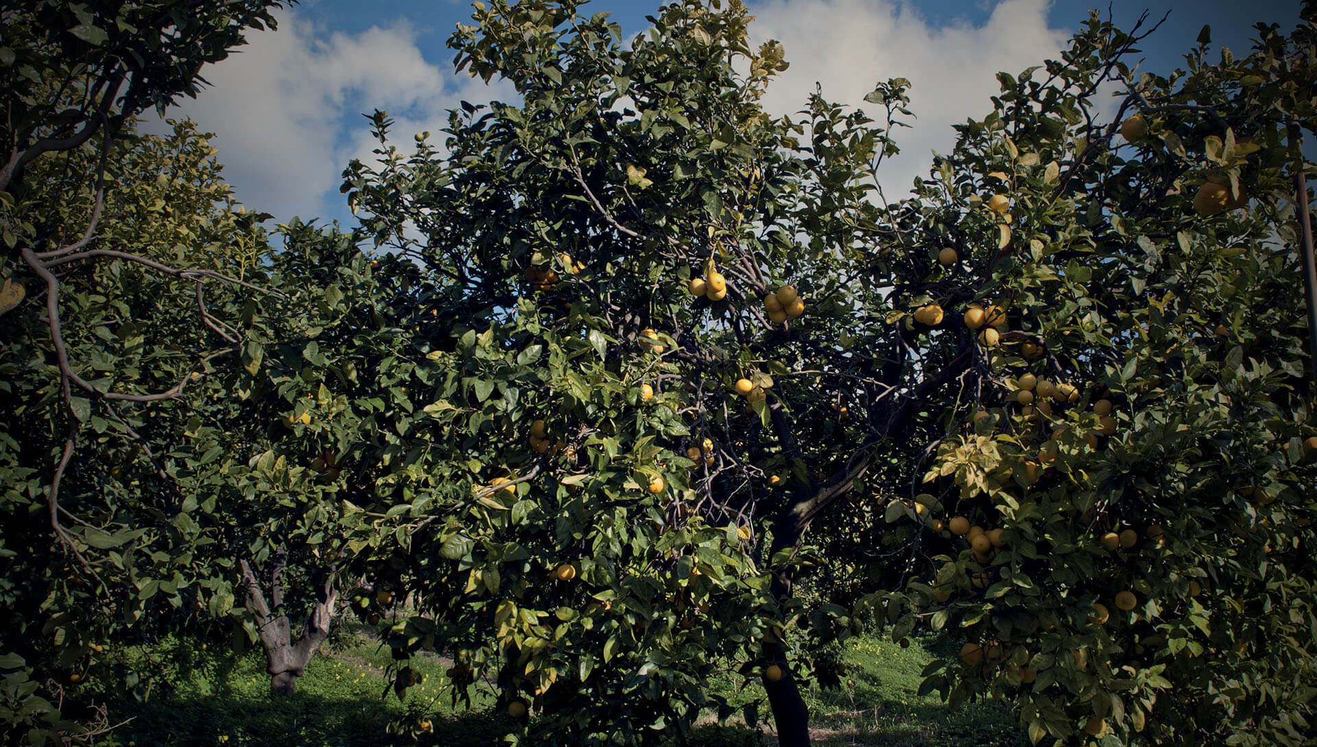 Discover the Power of Nature’s Citrus: Exploring the Best Bergamot Products in Australia with Bergamot Australia