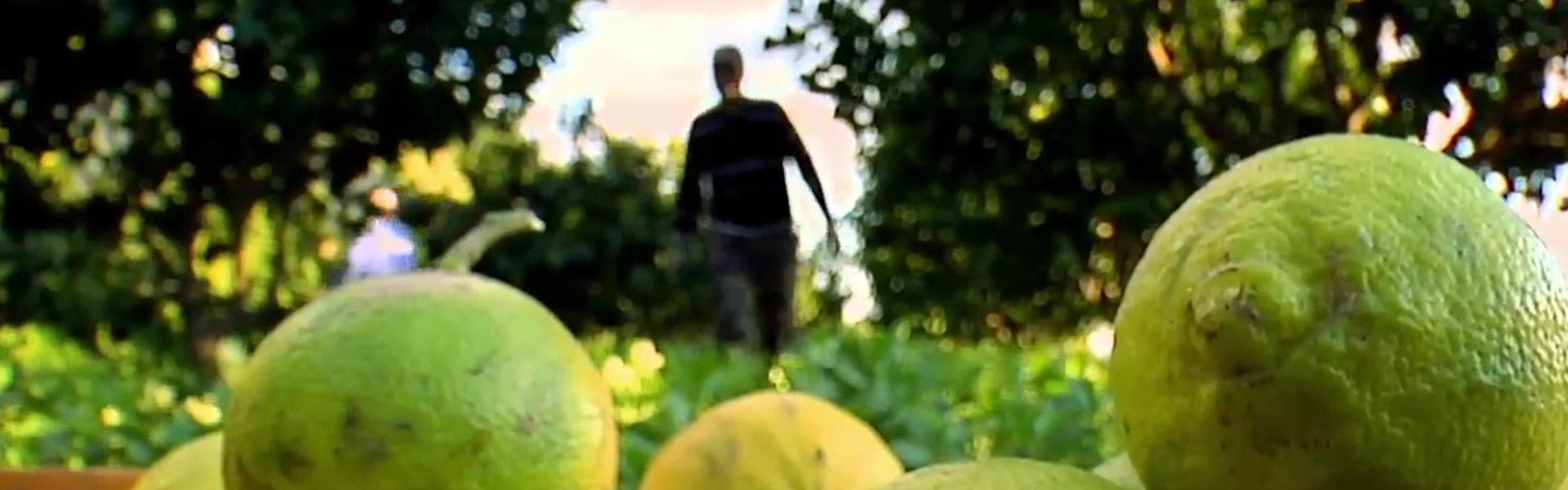 Bergamot Plant vs Bergamot Orange