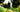 Bergamot Plant vs Bergamot Orange